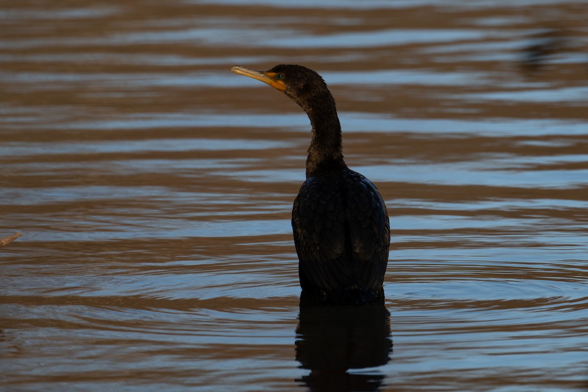 Double-crested Cormorant - ML643952875