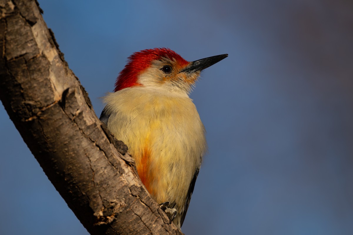 Red-bellied Woodpecker - ML643952876