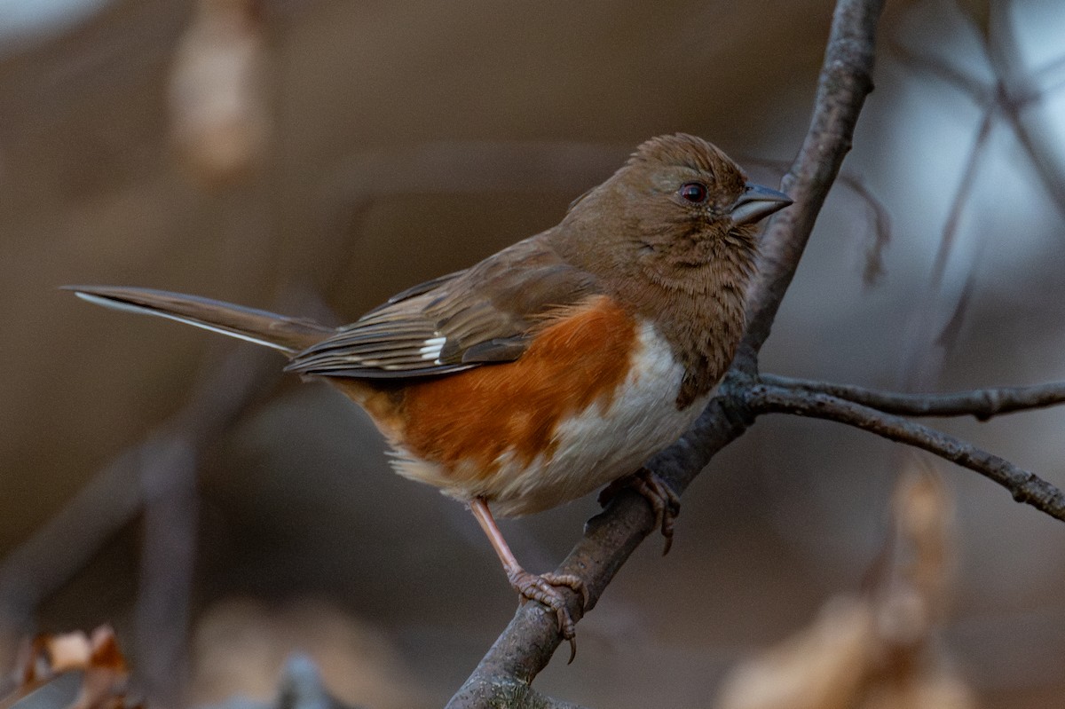 Eastern Towhee - ML643952877