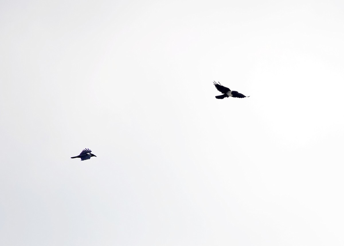 Pied Crow - ML643952886