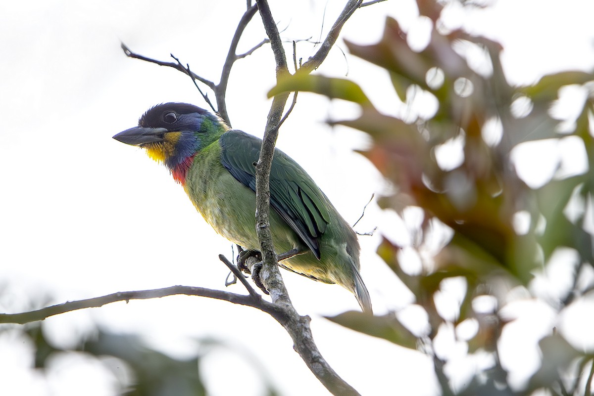 Chinese Barbet - ML643952928
