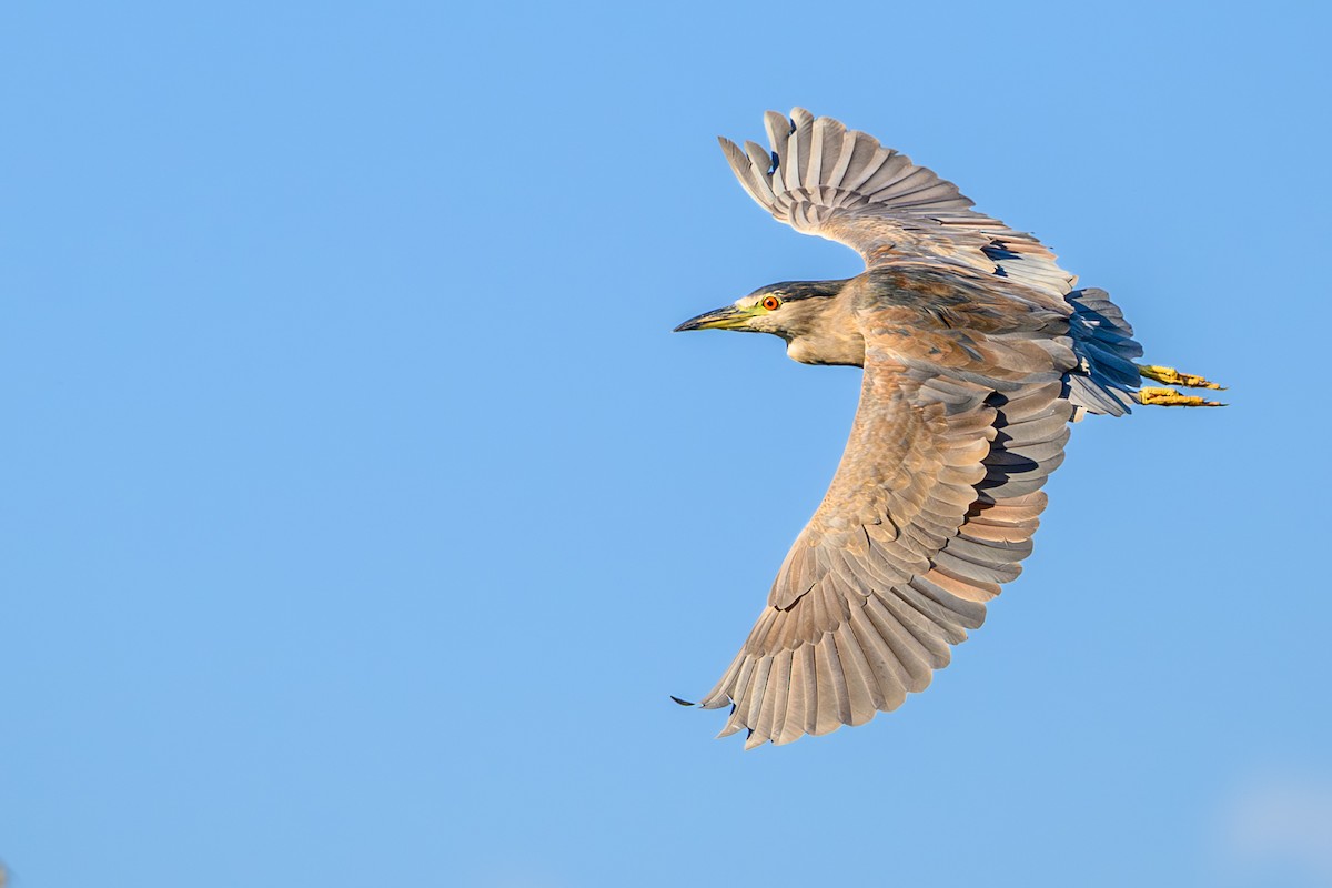 Ногоовор зашин - ML643952935