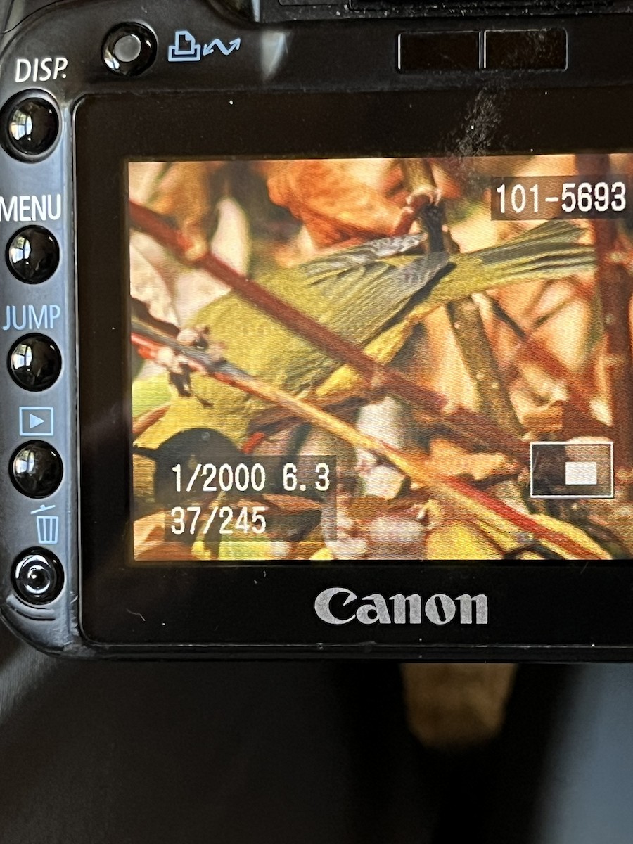 Wilson's Warbler - ML643952941