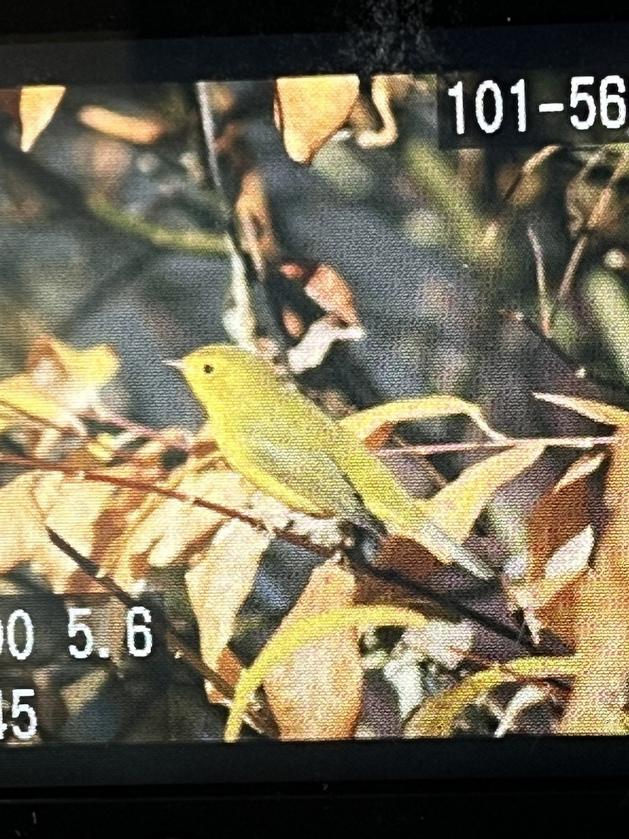 Wilson's Warbler - ML643952942