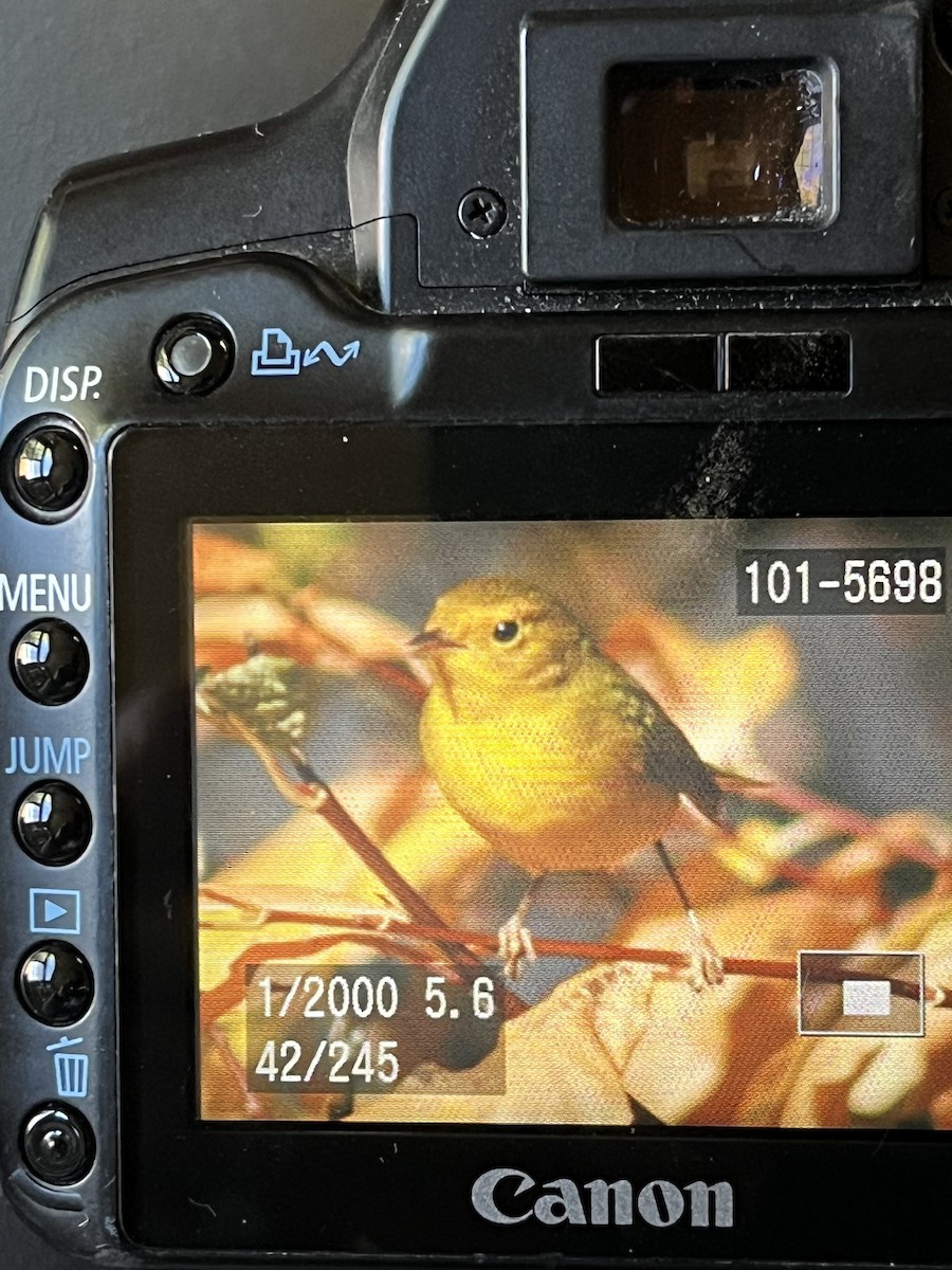 Wilson's Warbler - ML643952943