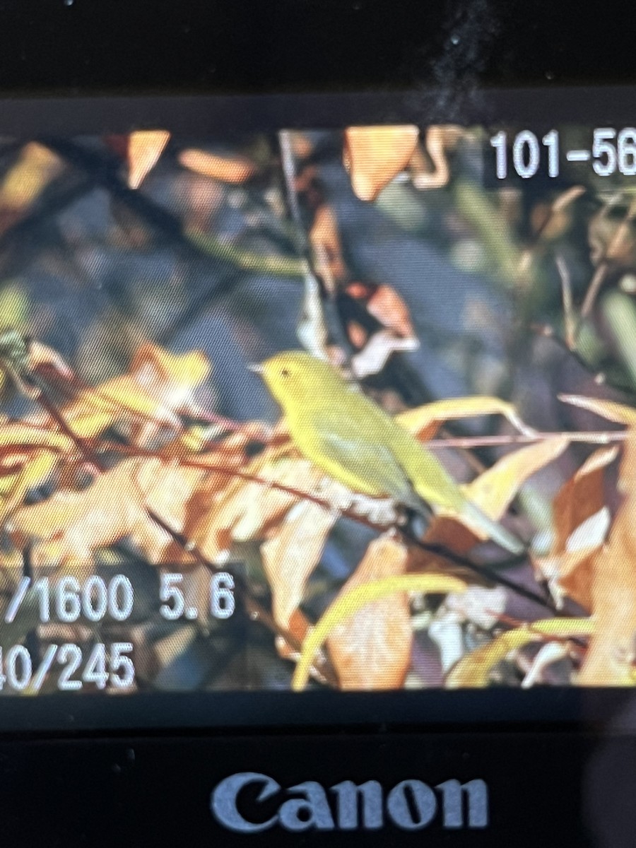 Wilson's Warbler - ML643952944