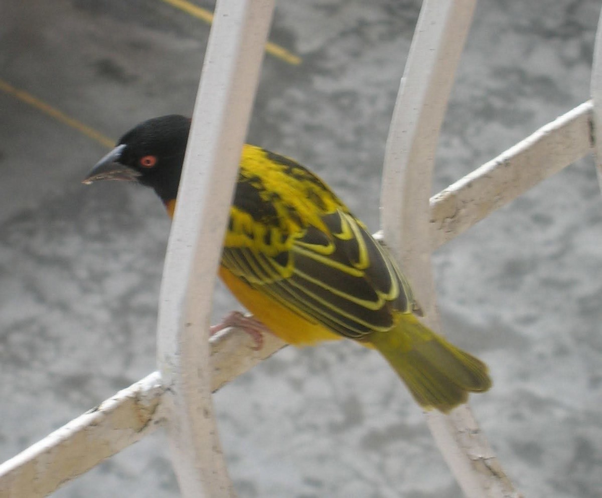Village Weaver (Black-headed) - ML643952945