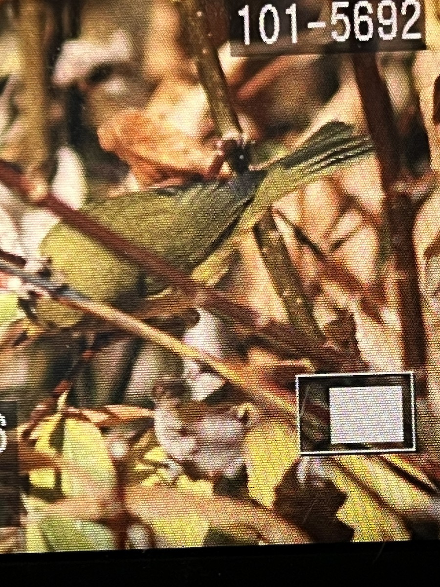 Wilson's Warbler - ML643952946