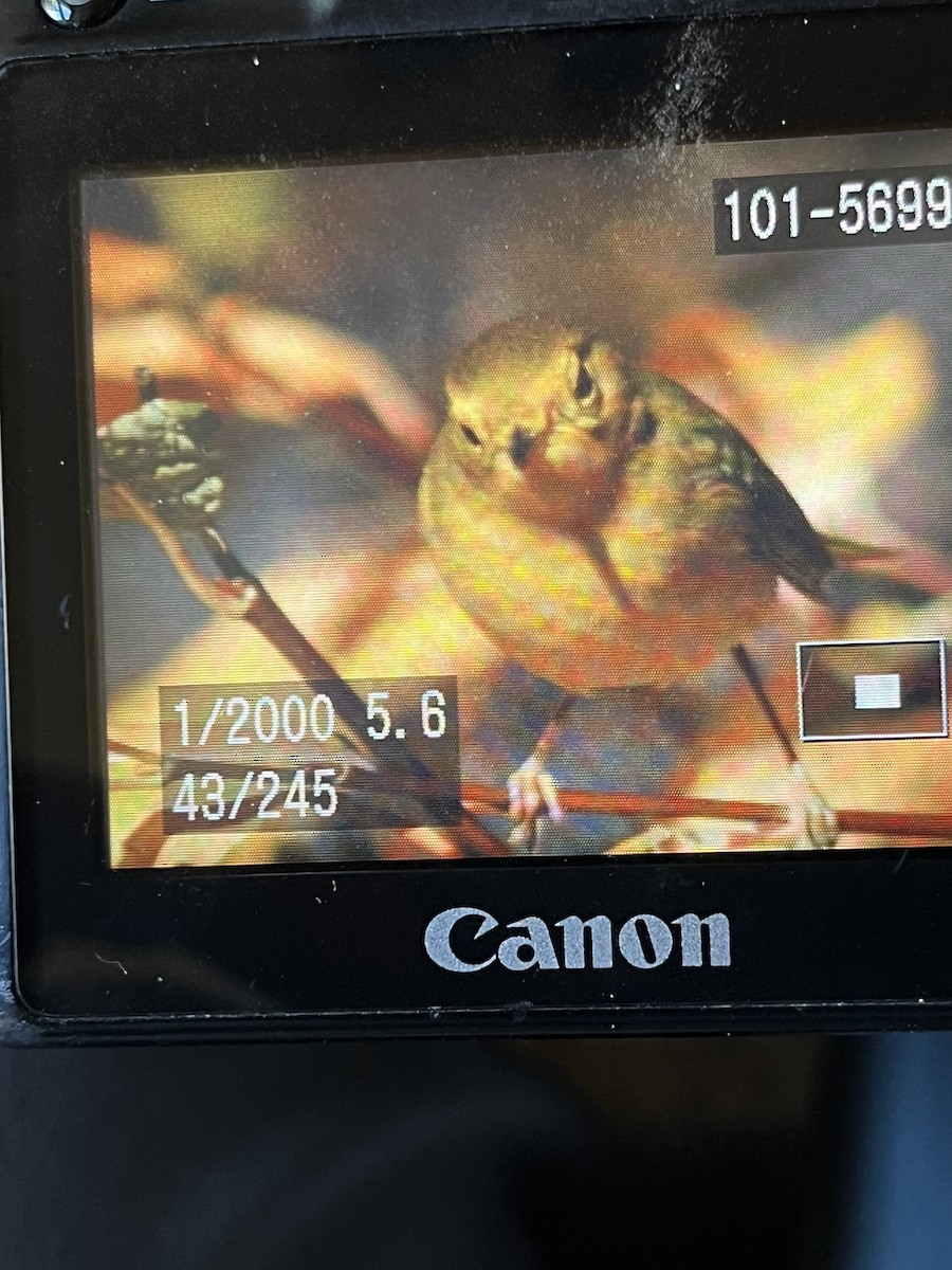 Wilson's Warbler - ML643952947