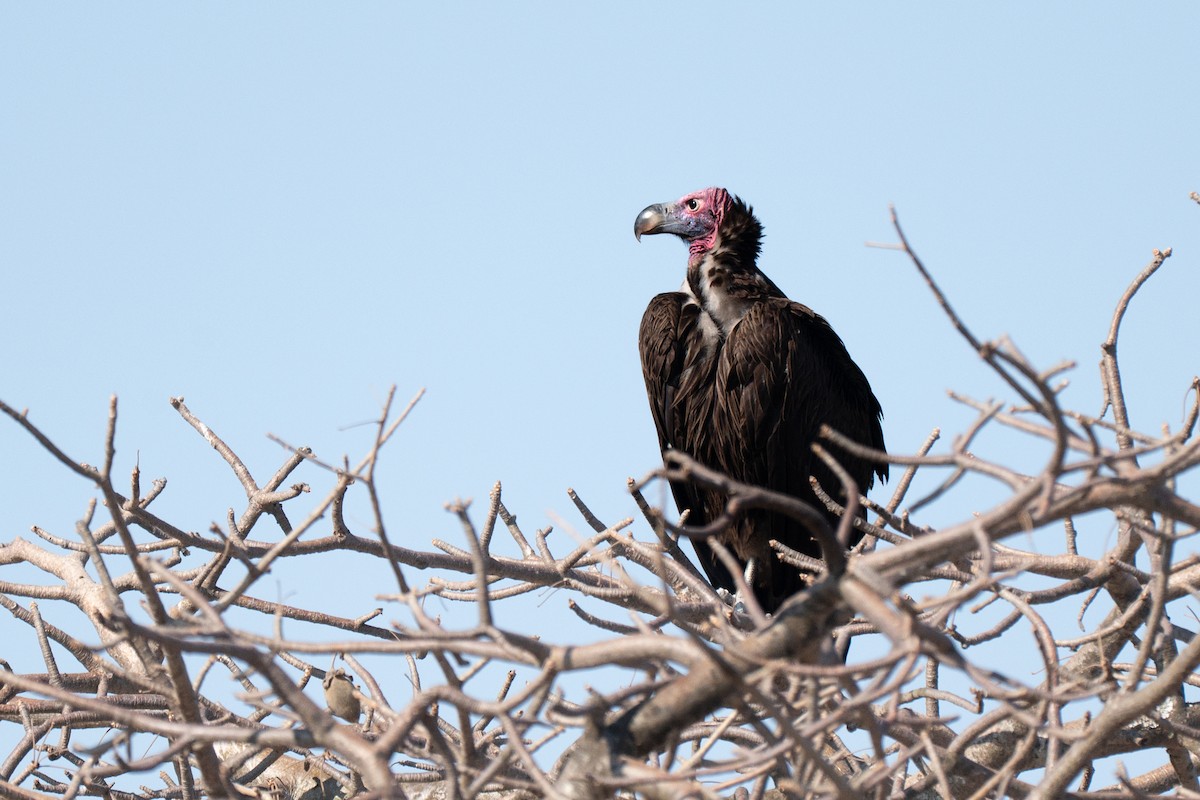 sup ušatý - ML643952948