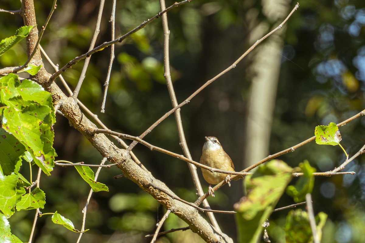 Carolina Wren - ML643952950
