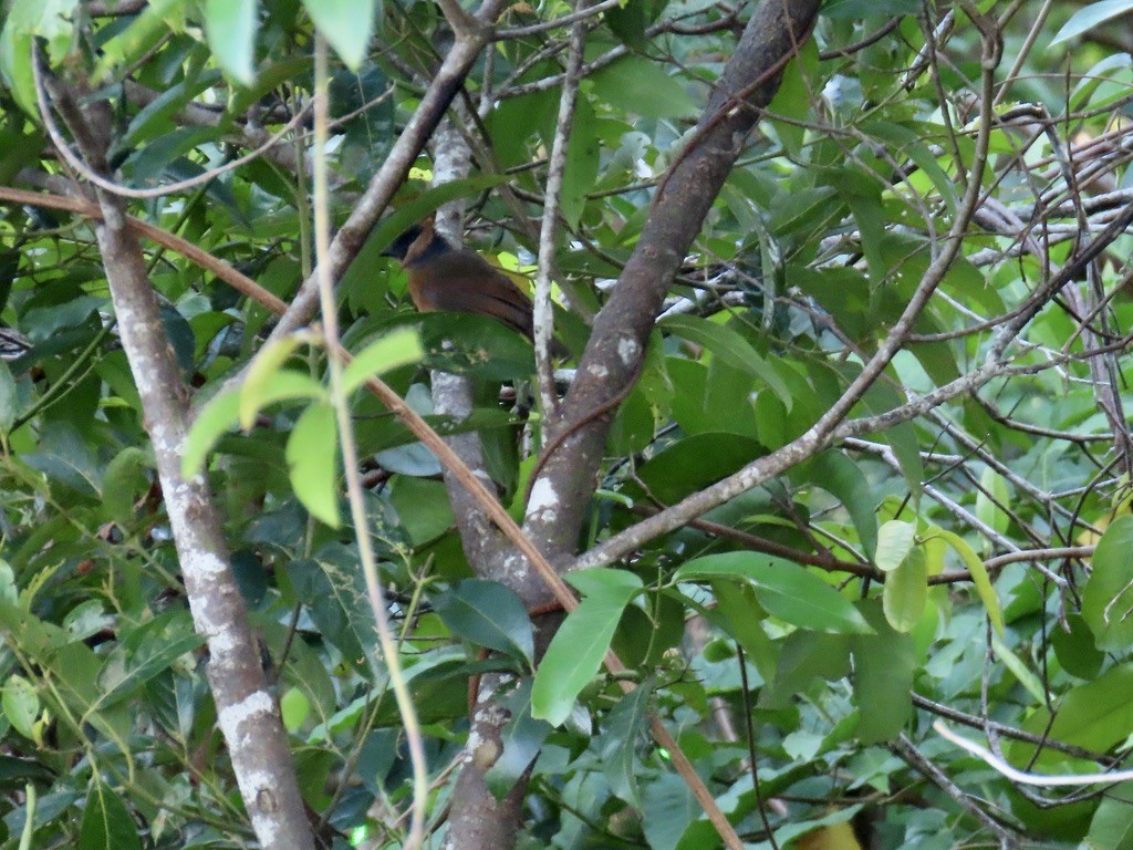 Black-faced Antthrush - ML643952953