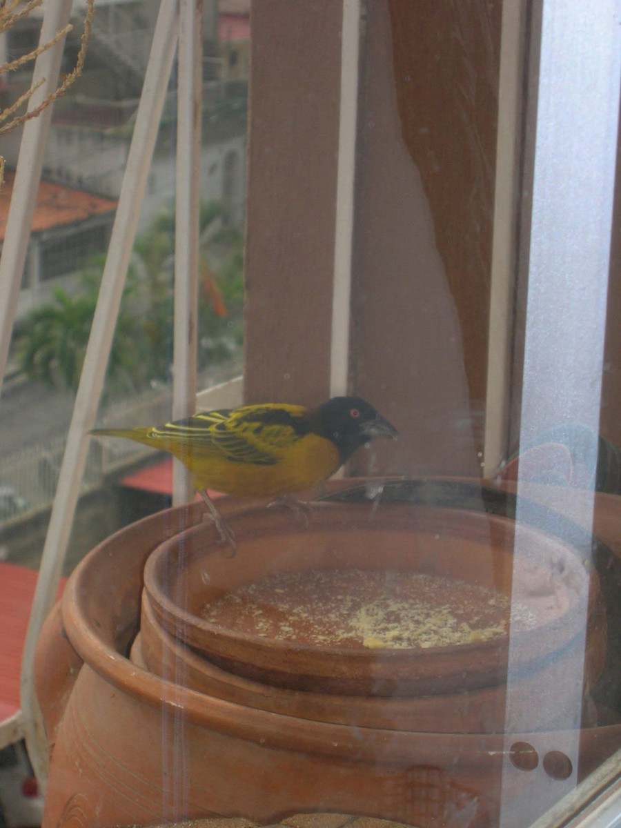 Village Weaver (Black-headed) - ML643952956