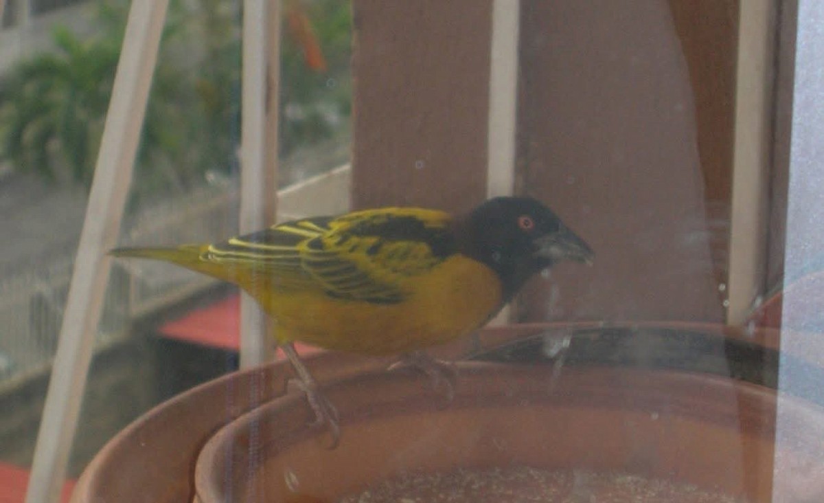 Village Weaver (Black-headed) - ML643952960