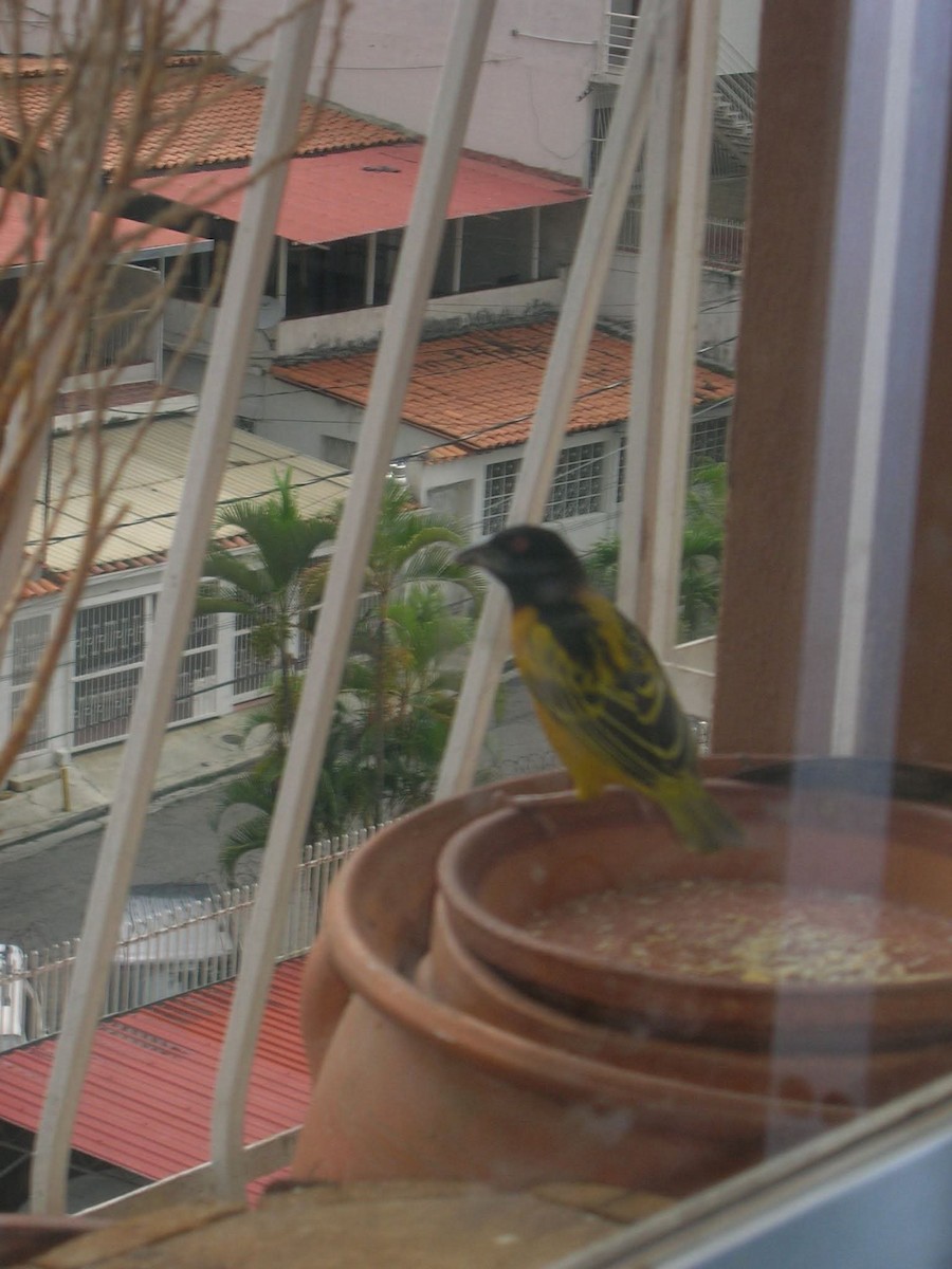 Village Weaver (Black-headed) - ML643952965