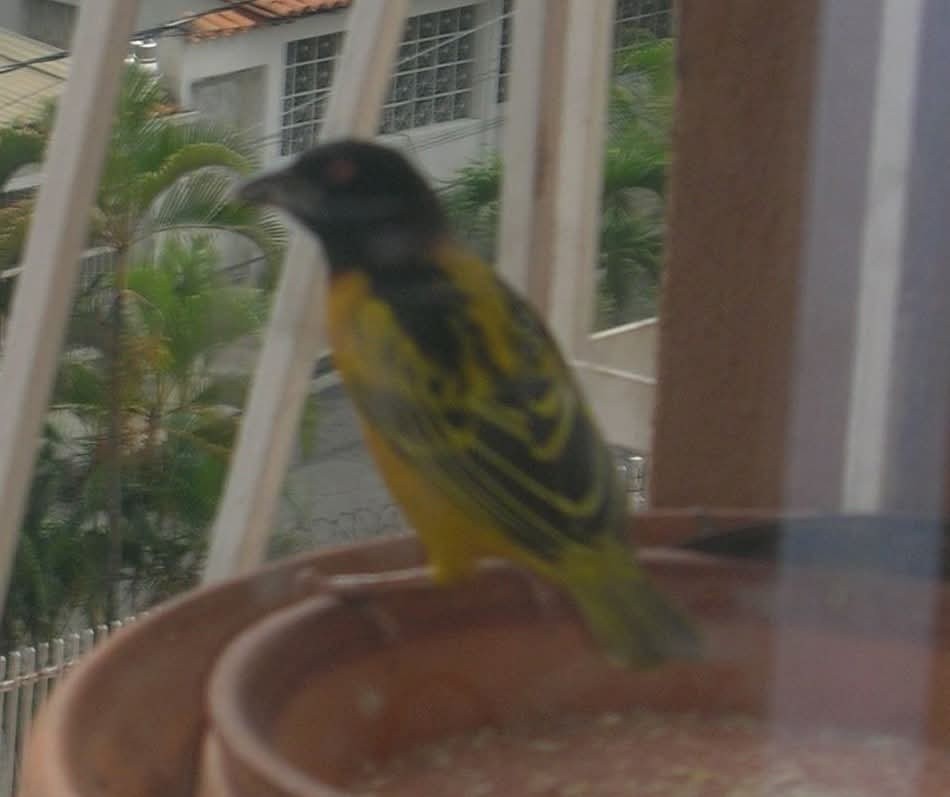 Village Weaver (Black-headed) - ML643952968