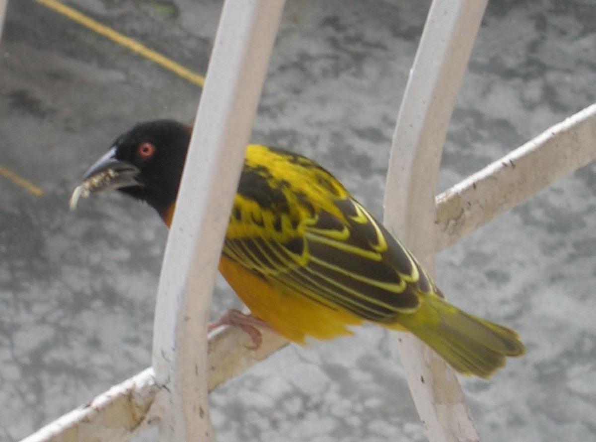 Village Weaver (Black-headed) - ML643952980