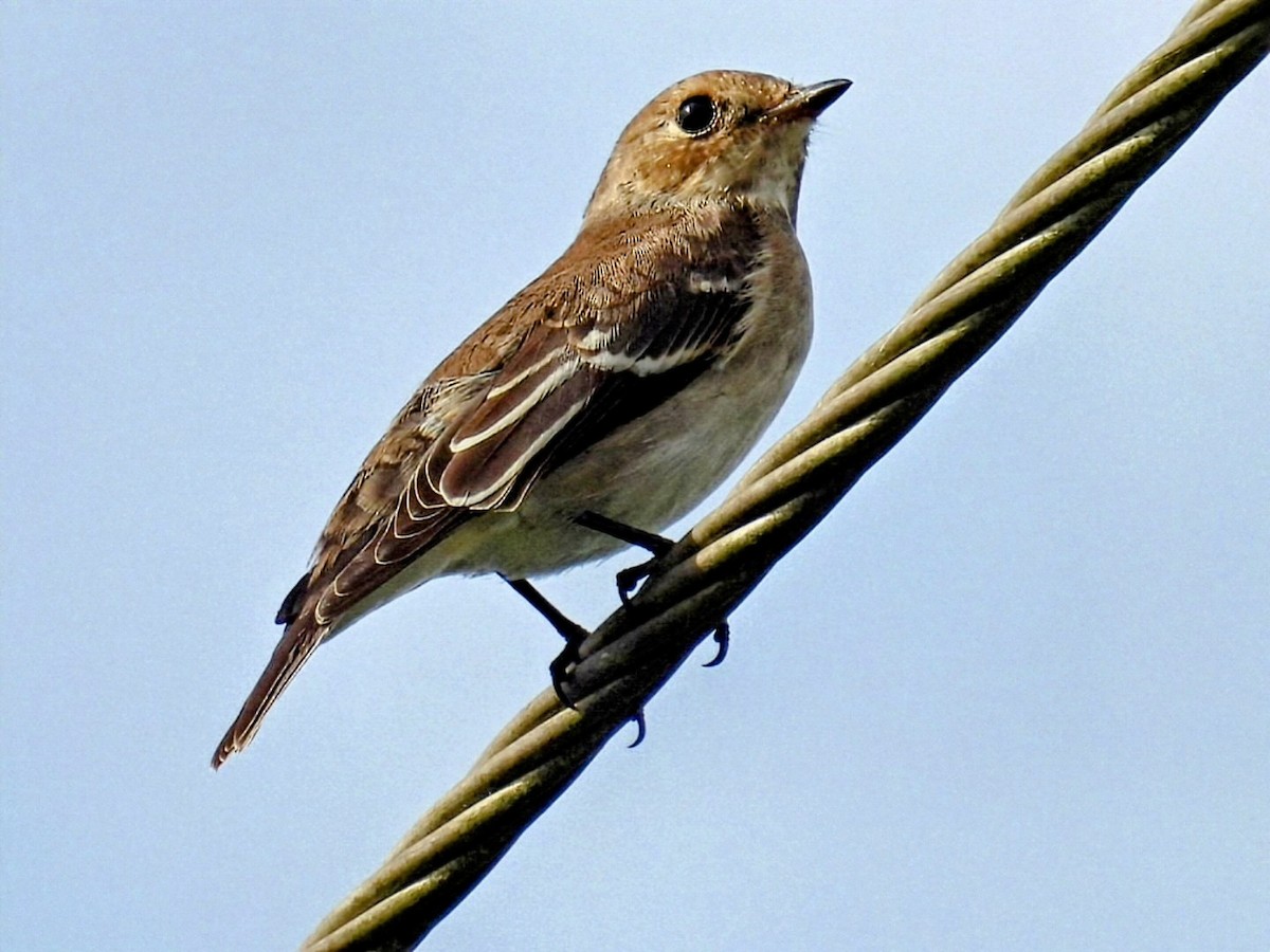 Balia nera - ML643952984