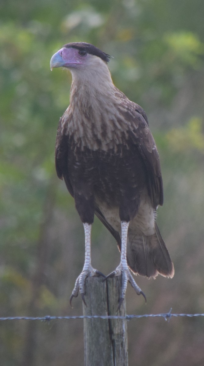 Crested Caracara - ML643952997