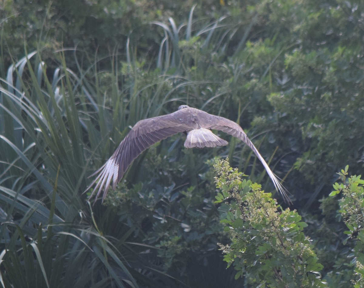 Crested Caracara - ML643952998