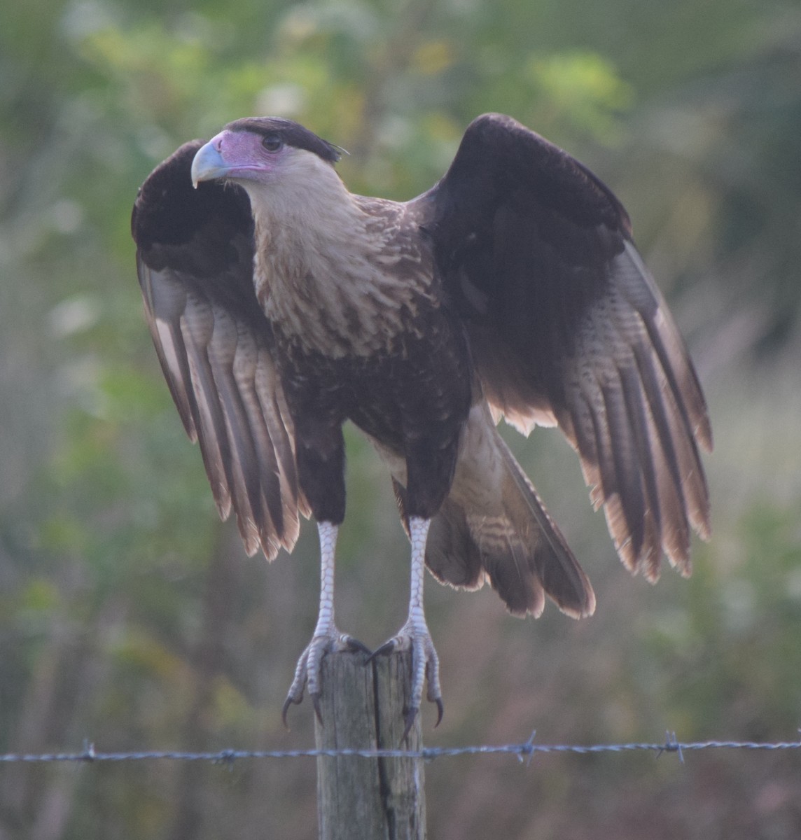Crested Caracara - ML643952999