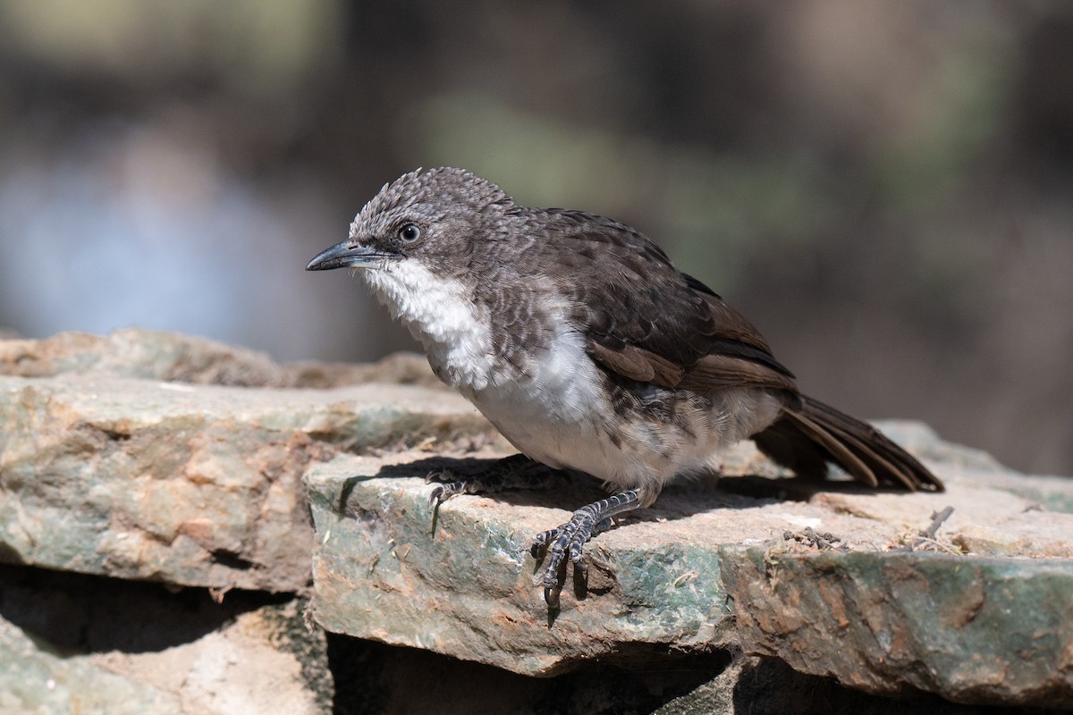 Northern Pied-Babbler - ML643953030