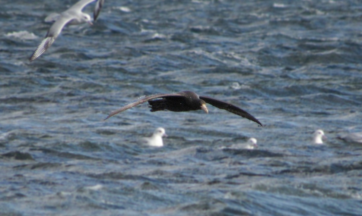 Southern Fulmar - ML643953049