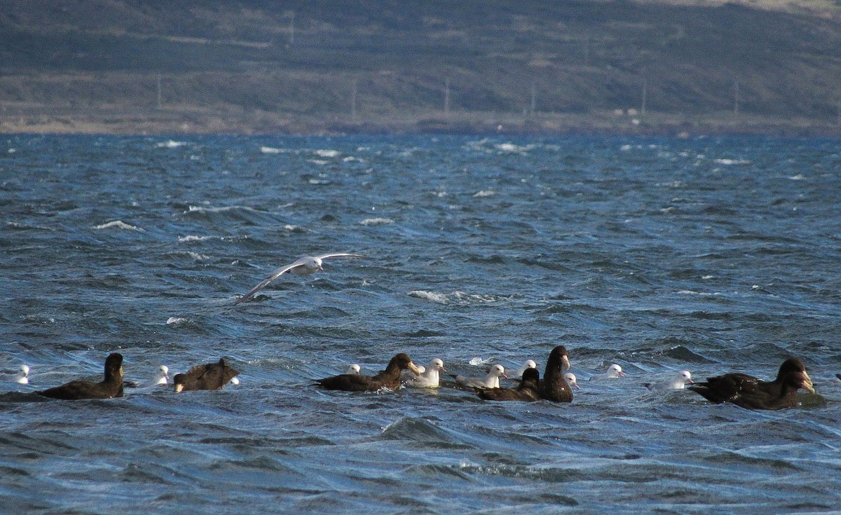 Southern Fulmar - ML643953050