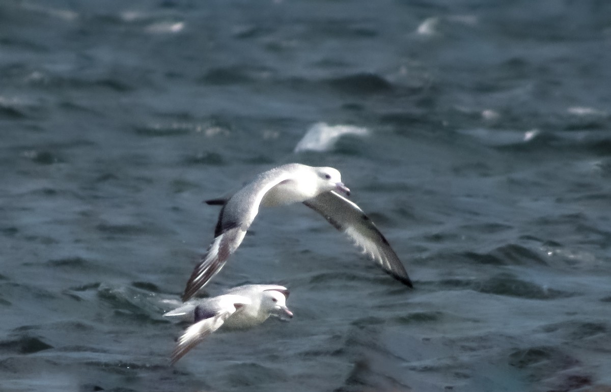 Southern Fulmar - ML643953051
