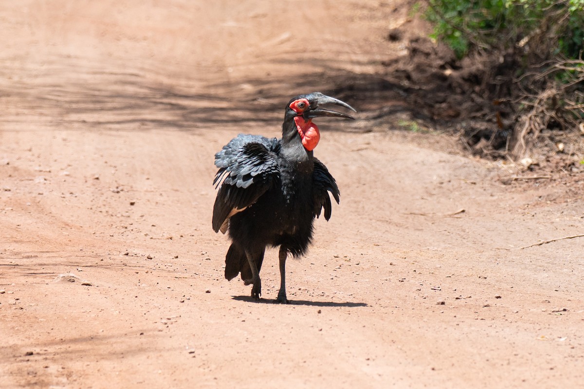 zoboroh jižní - ML643953081