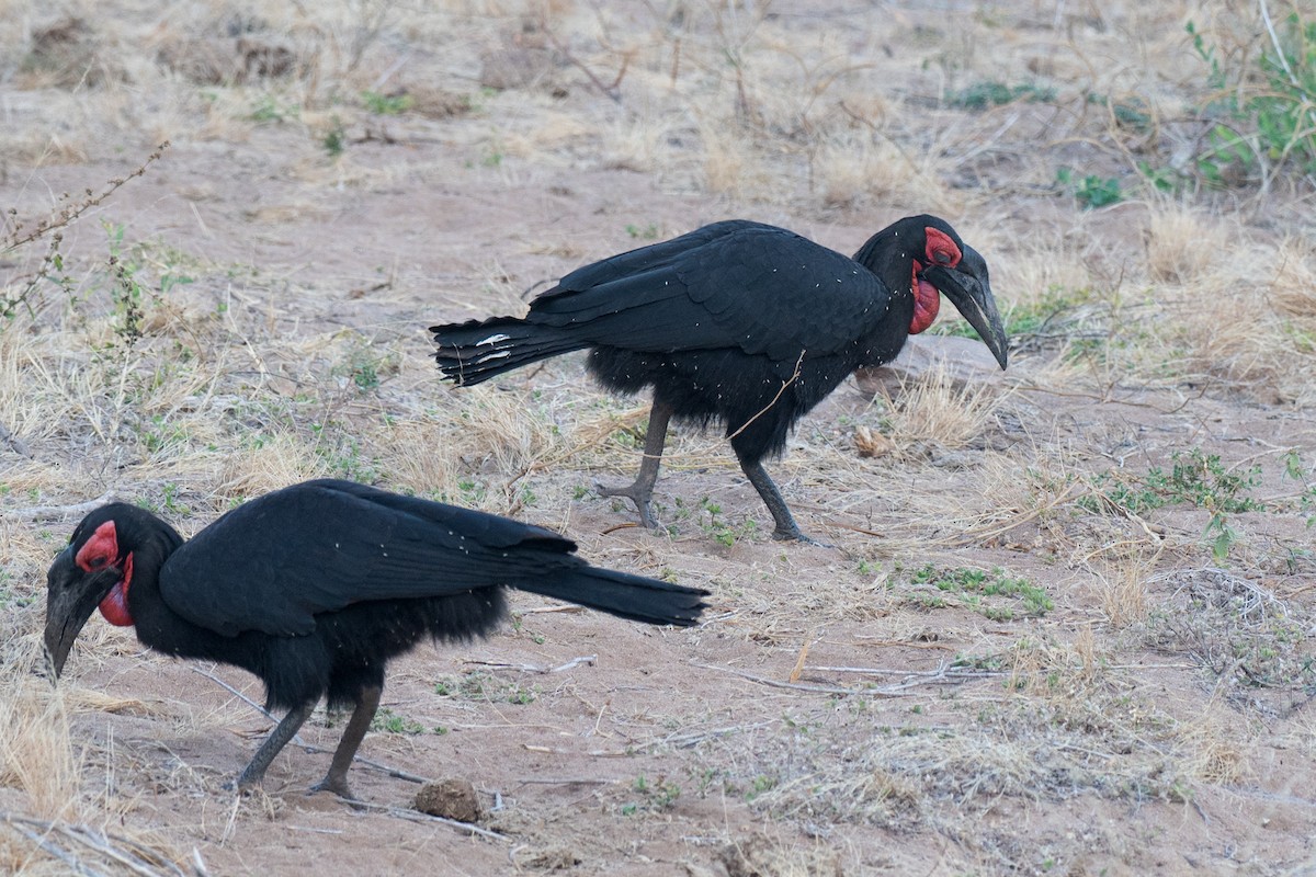 zoboroh jižní - ML643953082