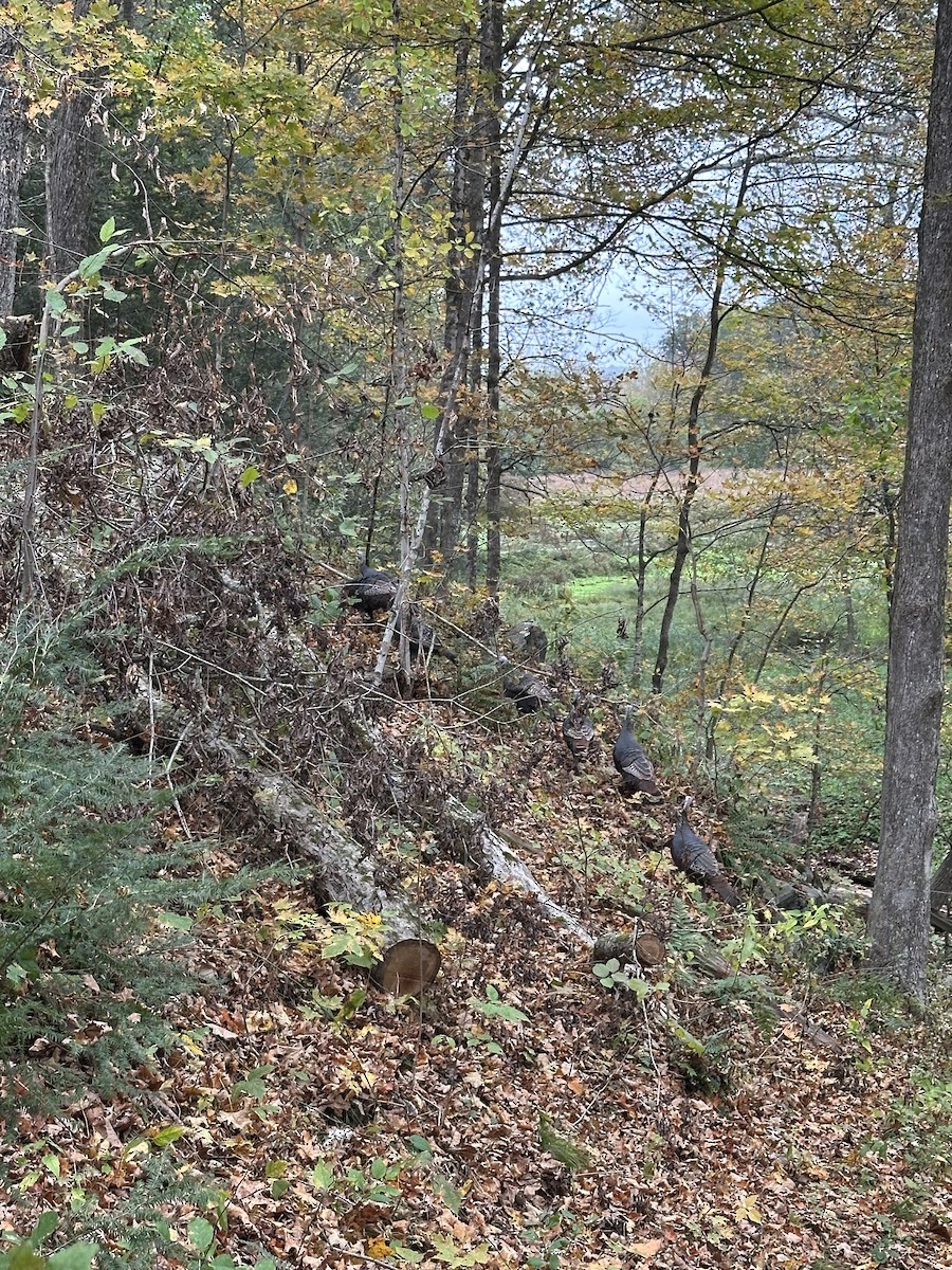 Wild Turkey - ML643953123