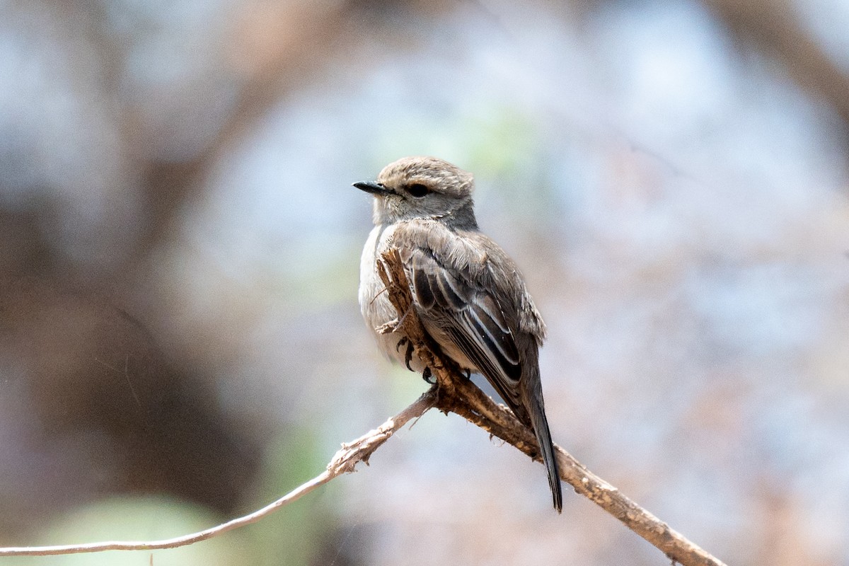 African Gray Flycatcher (African Gray) - ML643953132