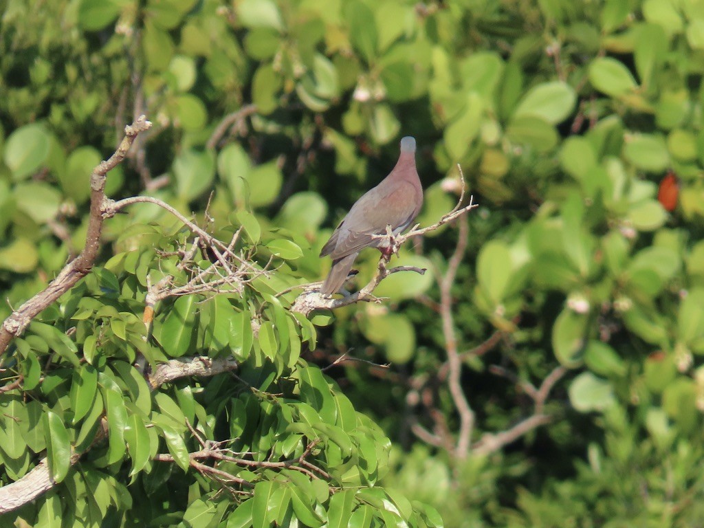 Pale-vented Pigeon - ML643953136
