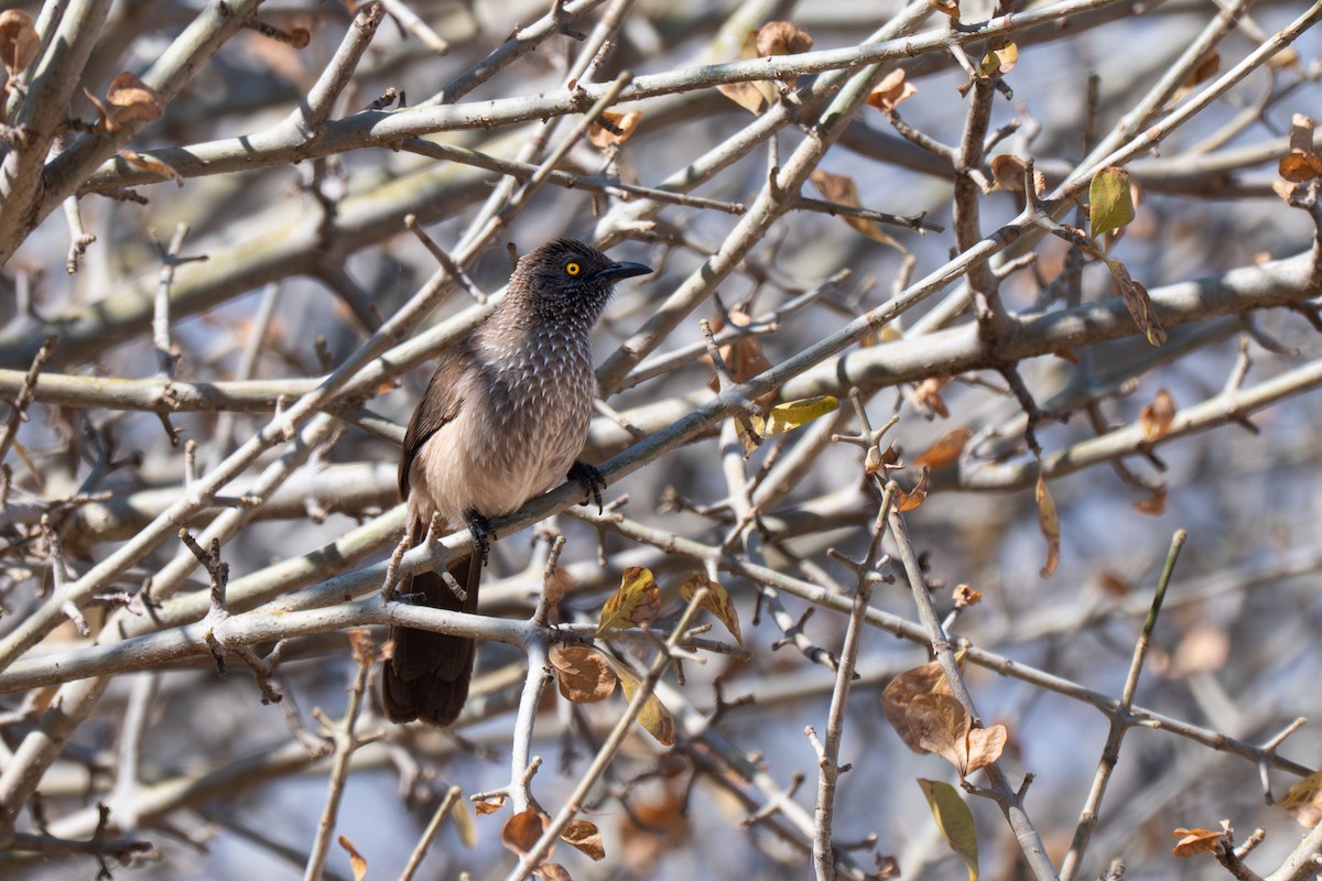 Arrow-marked Babbler - ML643953143