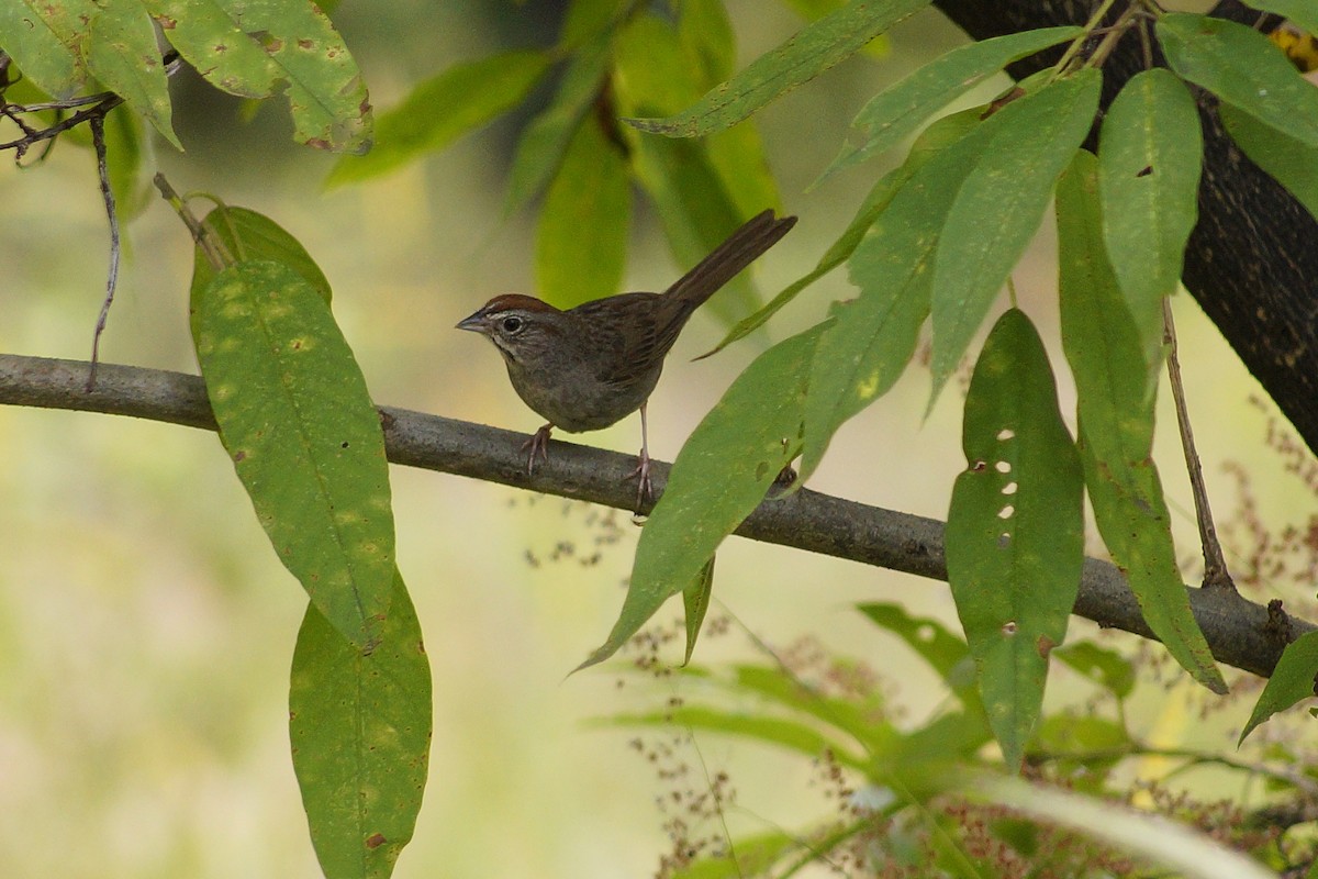 Rufous-crowned Sparrow - ML643953183