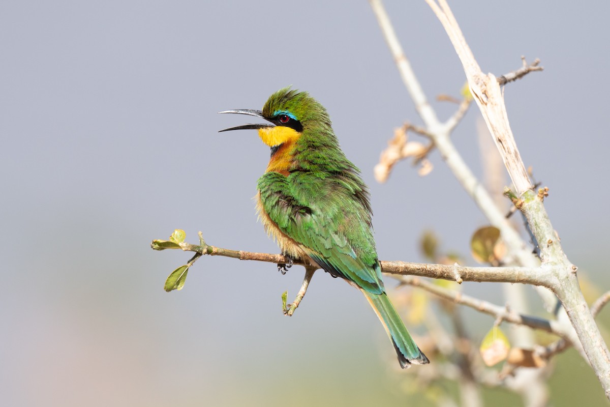 vlha malá - ML643953184