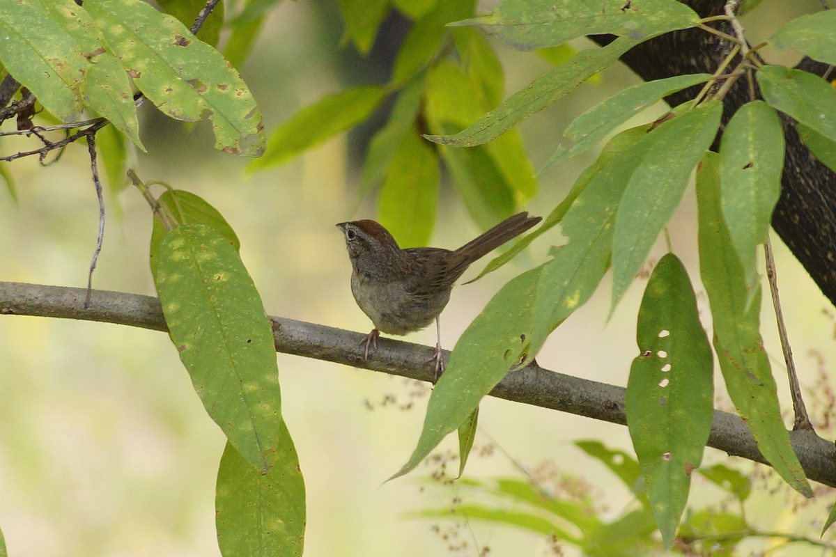 Rufous-crowned Sparrow - ML643953192