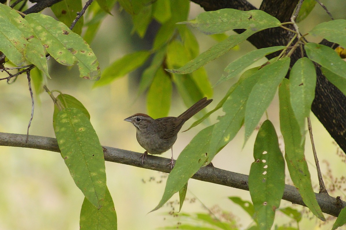 Rufous-crowned Sparrow - ML643953193