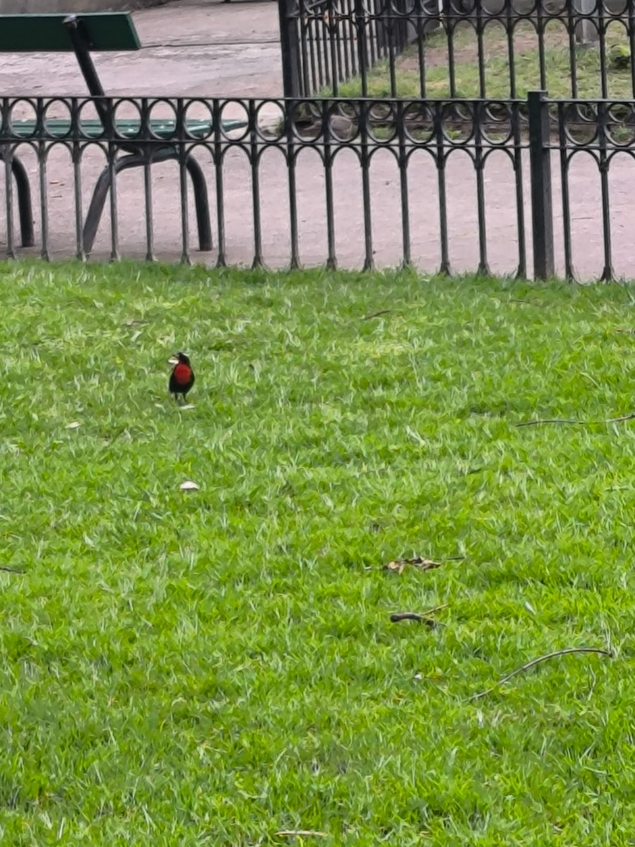 White-browed Meadowlark - ML643953199