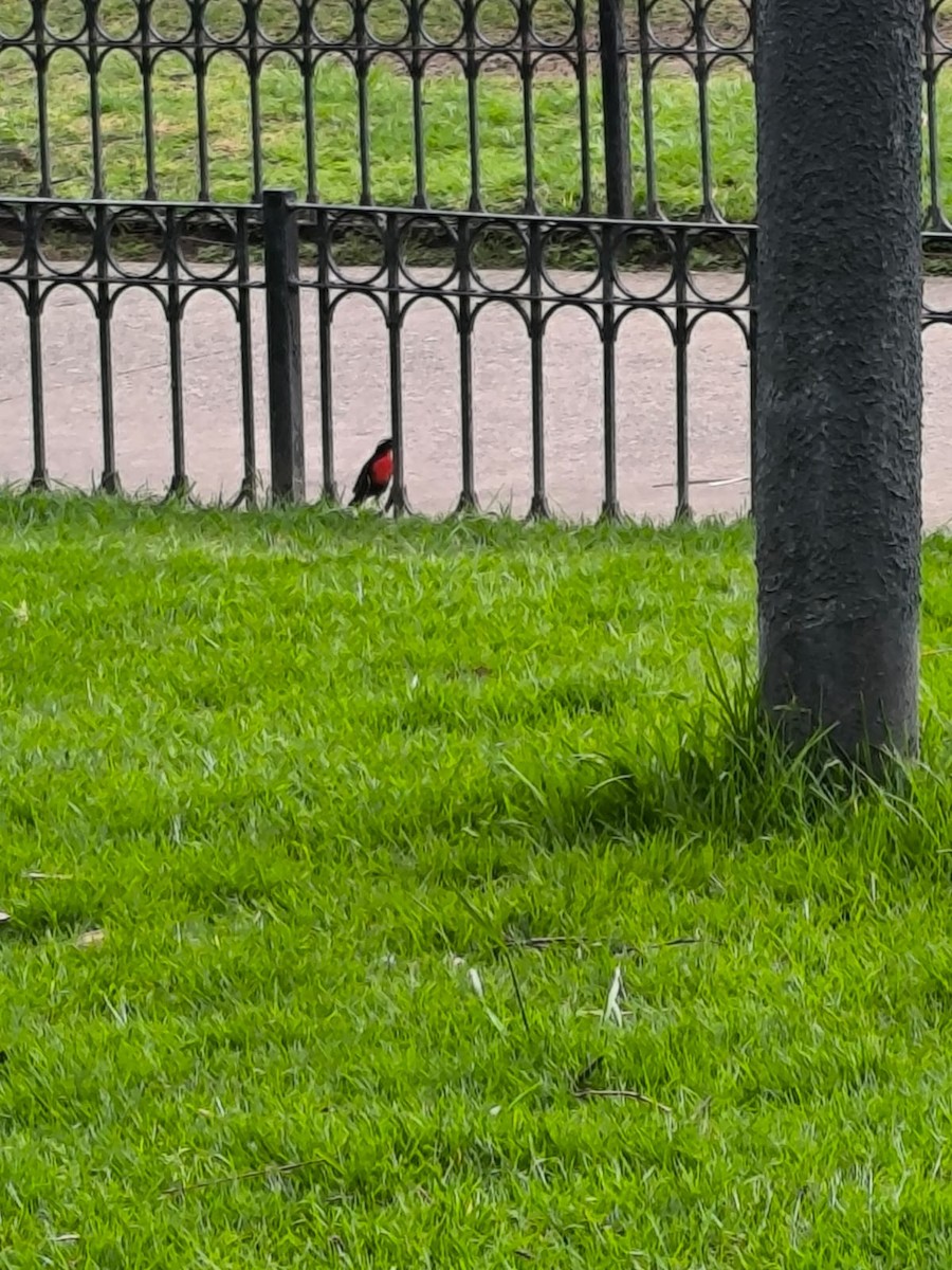 White-browed Meadowlark - ML643953200