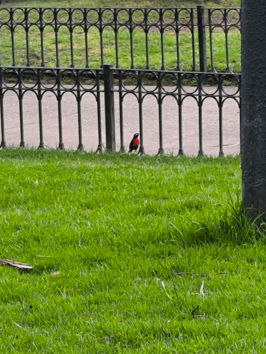 White-browed Meadowlark - ML643953201