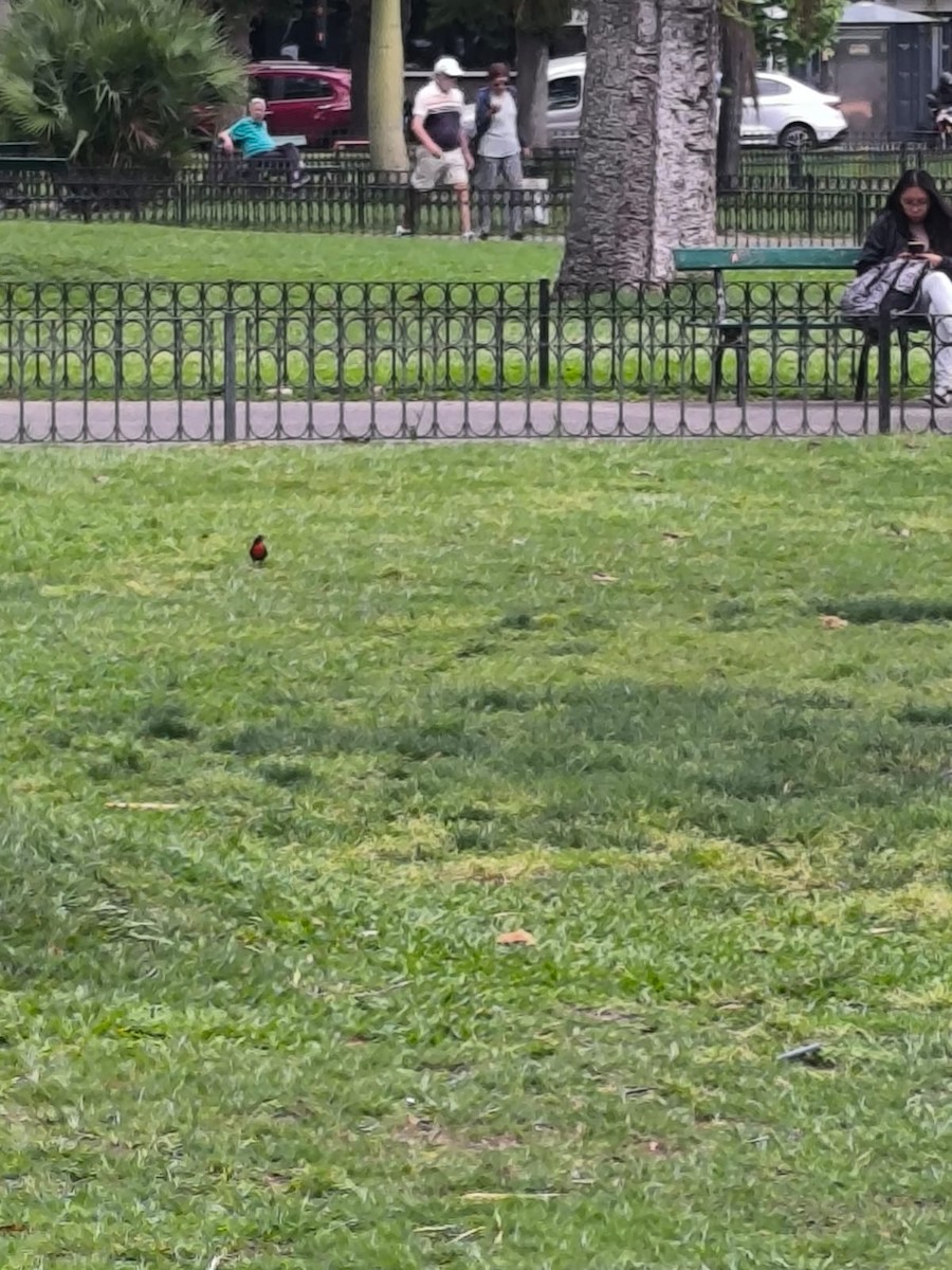 White-browed Meadowlark - ML643953202