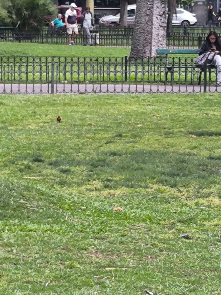 White-browed Meadowlark - ML643953203