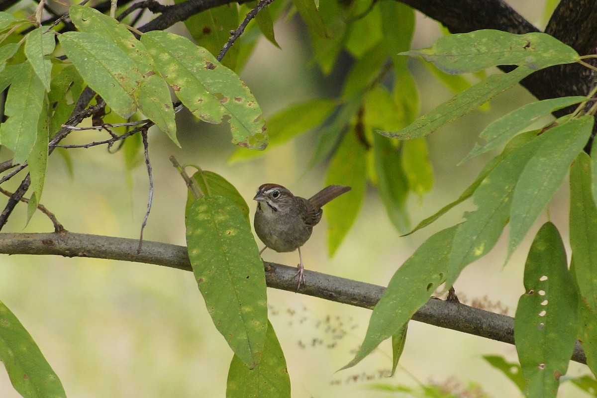 Rufous-crowned Sparrow - ML643953208
