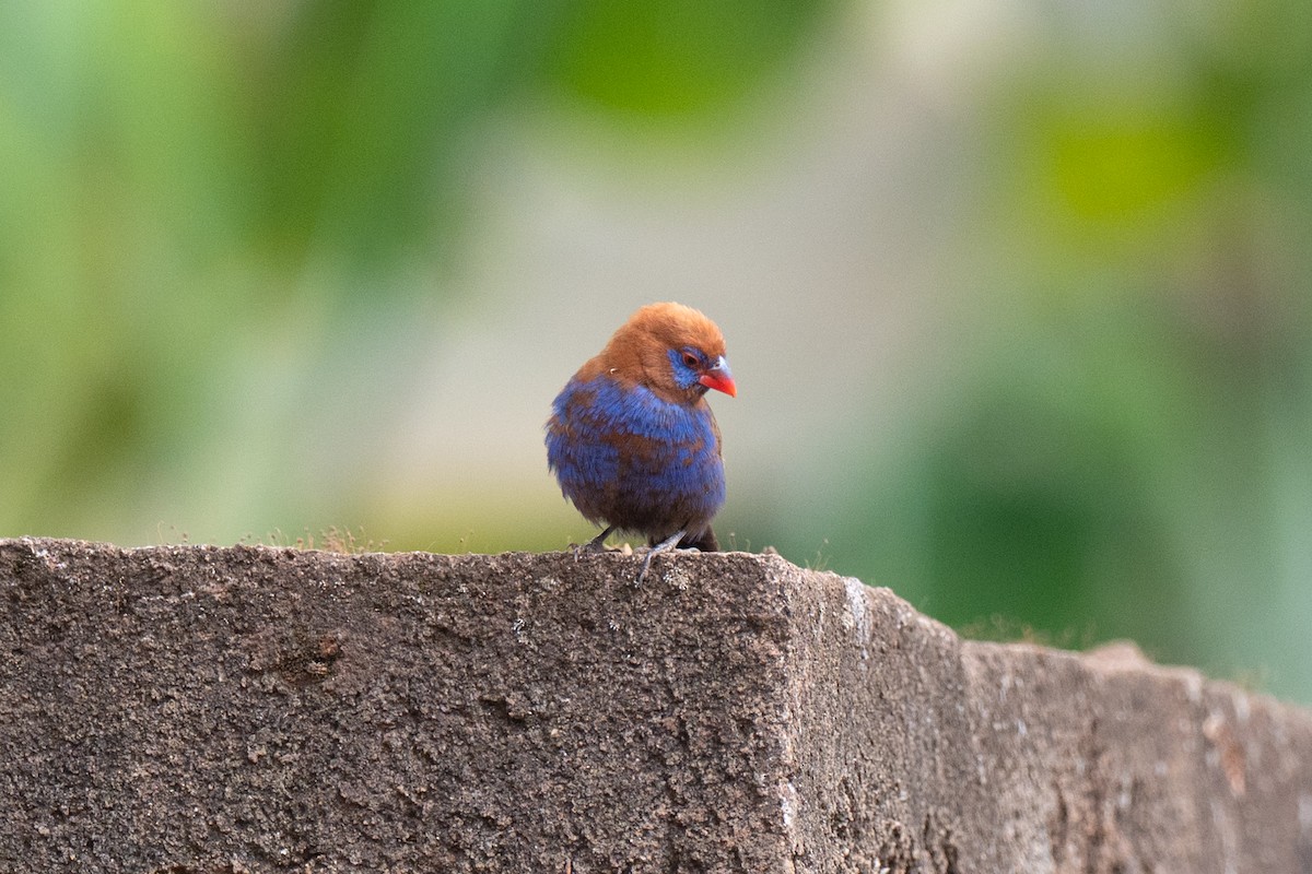 Purple Grenadier - ML643953223