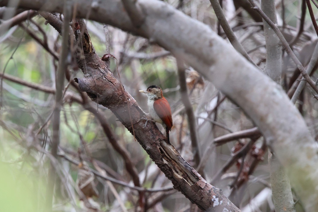 Scarlet-backed Woodpecker - ML643953251