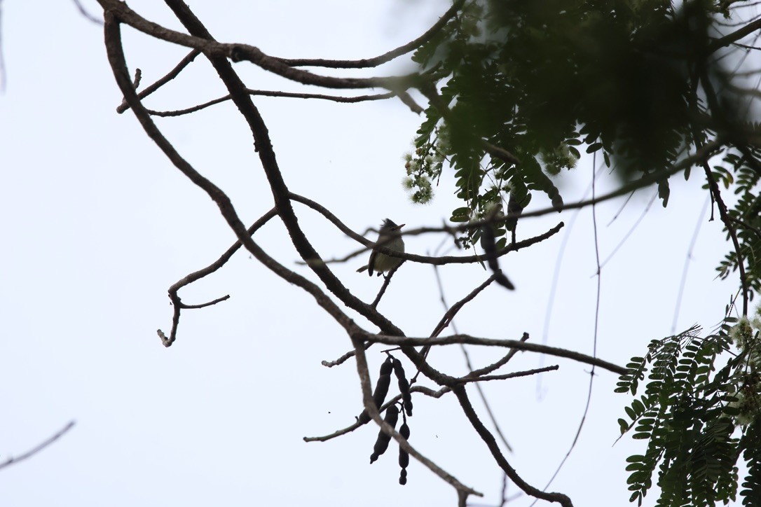 Southern Beardless-Tyrannulet - ML643953258