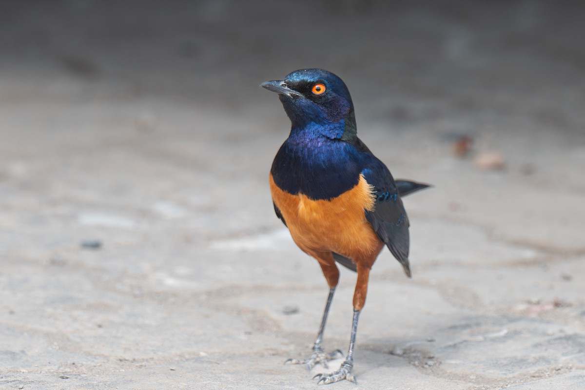 Hildebrandt's Starling - ML643953265