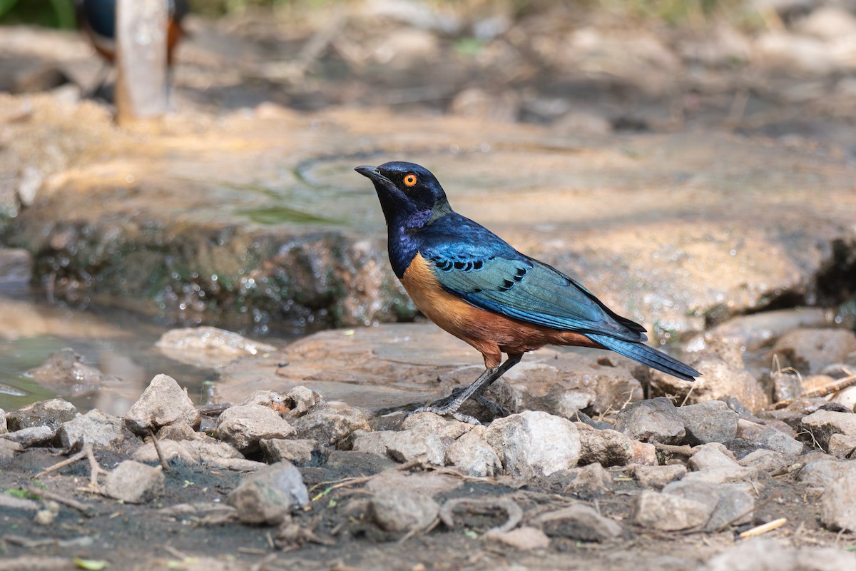 Hildebrandt's Starling - ML643953266